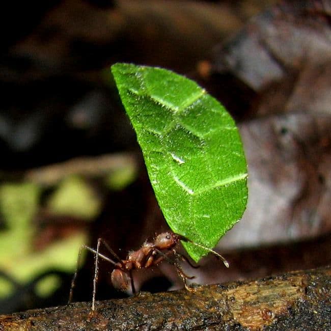 Why are ants so strong?