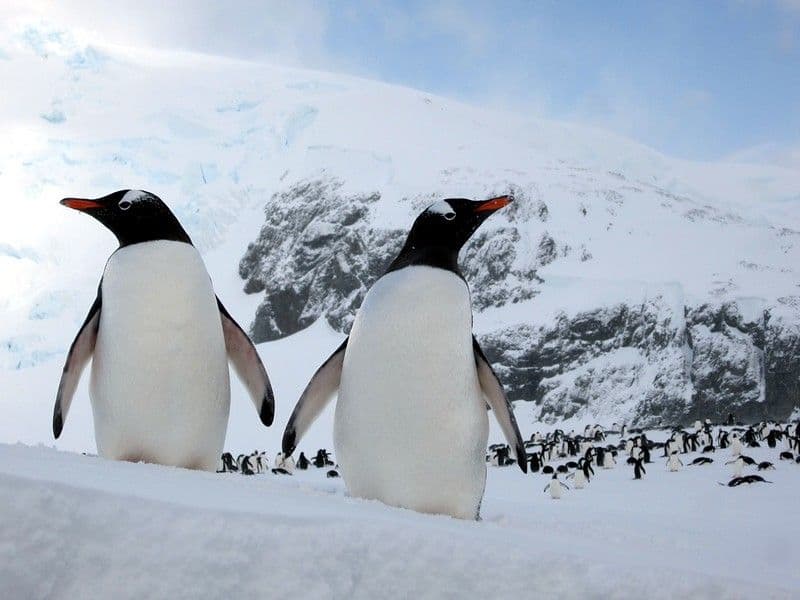 Why are penguins called penguins?